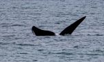 Ya llegaron a Puerto Madryn las primeras ballenas francas australes de la temporada