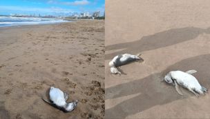 Decenas de pingüinos muertos en la playa de Mar del Plata 20240417