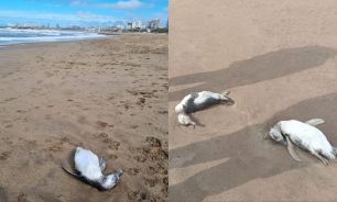 Decenas de pingüinos muertos en la playa de Mar del Plata 20240417