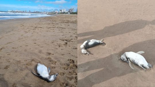Triste imagen: decenas de pingüinos muertos en la playa de Mar del Plata