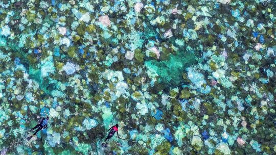 Fotogaleria turistas haciendo snorkel sobre corales blanqueados y muertos alrededor de la isla Lizard en la Gran Barrera de Coral