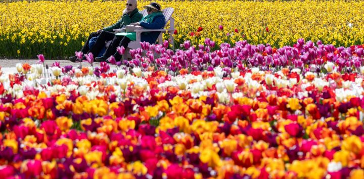 Imagen de turistas disfrutando de tulipanes florecientes en el parque Keukenhof, en Lisse, Países Bajos.