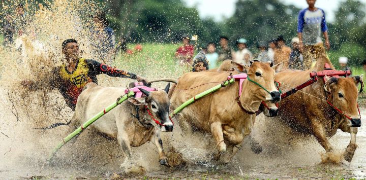 Un hombre participa en el Pacu Jawi, una carrera de toros tradicional, en Nagari Labuah, en Tanah Datar de Sumatra Occidental, Indonesia. El Pacu Jawi se celebra anualmente en campos de arroz fangosos para celebrar el final de la temporada de cosecha.