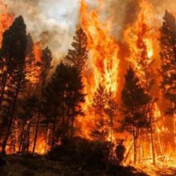 Los incendios forestales son una de las tantas y gravísimas consecuencias que la acción humana está teniendo sobre todo el planeta.