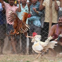 Los espectadores observan gallos de pelea durante una pelea de gallos en una feria local en Katekalyan, en el distrito de Dantewada, en el estado indio de Chhattisgarh. | Foto:IDREES MOHAMMED / AFP