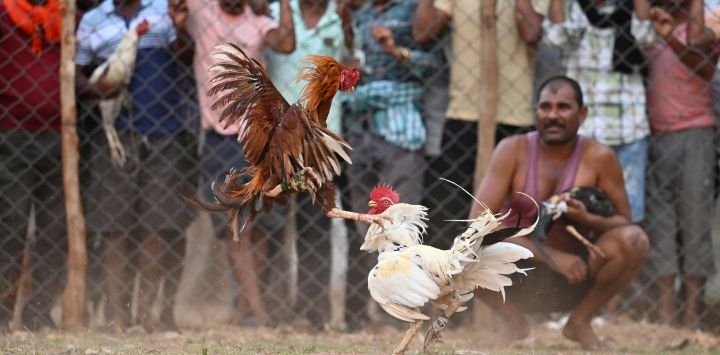 Los espectadores observan gallos de pelea durante una pelea de gallos en una feria local en Katekalyan, en el distrito de Dantewada, en el estado indio de Chhattisgarh.
