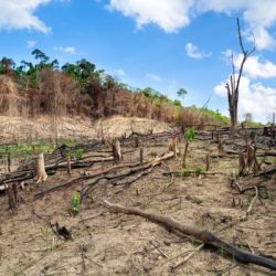 La principal causa de la pérdida de bosques nativos es el avance de la frontera agropecuaria 