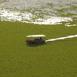 Un barco turístico navega entre jacintos de agua que cubren una parte importante del lago Anasagar en Ajmer, India. | Foto:Himanshu Sharma / AFP