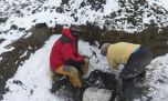 Un equipo de científicos argentinos encontró fósiles de un milenario reptil en la Antártida
