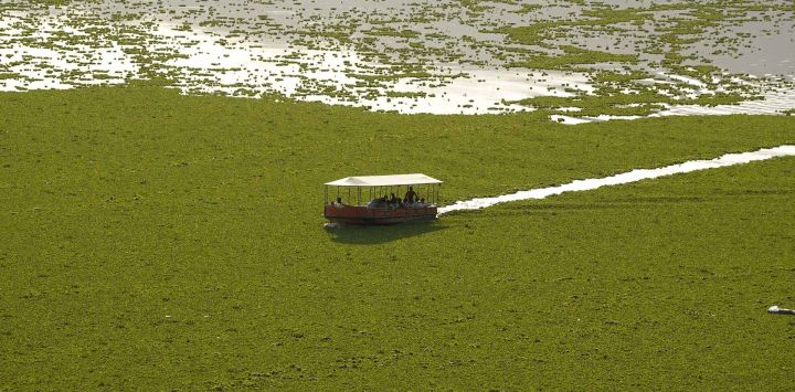 Un barco turístico navega entre jacintos de agua que cubren una parte importante del lago Anasagar en Ajmer, India.