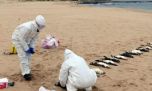 Mar del Plata está en alerta máxima ante la aparición de una gran cantidad de pingüinos muertos en sus playas