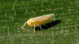 Un informe reveló la expansión de un insecto conocido como la "chicharrita". 