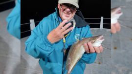 Las brótolas llegan a nuestras costas luego de una larga migración, que comienza en las aguas cálidas del Brasil y cuyo destino final se extiende hasta Bahía Blanca.
