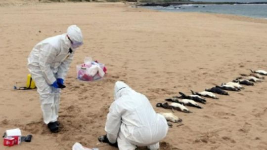 Mar del Plata está en alerta máxima ante la aparición de una gran cantidad de pingüinos muertos en sus playas