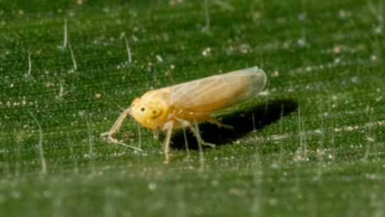 Un informe reveló la expansión de un insecto conocido como la 