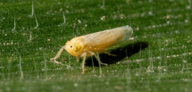Un informe reveló la expansión de un insecto conocido como la "chicharrita". 