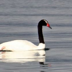 En 2021, solo quedaban 4 parejas de cisnes de cuello negro en el Parque Nacional Lago Puelo.