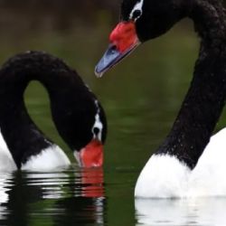 La pareja de cisnes de cuello negro captada en el Parque Nacional Lago Puelo.