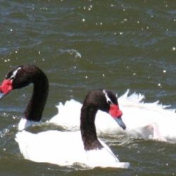 La ùltima vez que se había registrado la presencia de un cisne de cuello negro en el lago Puelo fue en 2021.