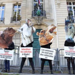 Activistas por los derechos de los animales de PETA sostienen pancartas que representan caballos y dromedarios que dicen "Egipto detenga el maltrato de dromedarios y caballos", "prohíbo los vehículos tirados por animales en Giza" y "los animales no son vehículos" durante una protesta frente a la Embajada egipcia para instar al gobierno egipcio a prohibir el uso de animales para transportar turistas a las Pirámides de Giza, en París. | Foto:Antonin Utz / AFP
