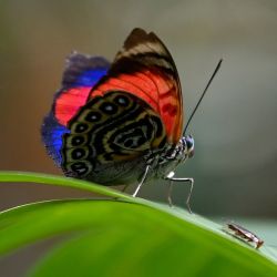 En la foto se ve una mariposa en la selva amazónica protegida de Cuyabeno, en Ecuador. | Foto:AFP