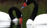 Sorpresa: avistan a dos cisnes de cuello negro en el Parque Nacional Lago Puelo