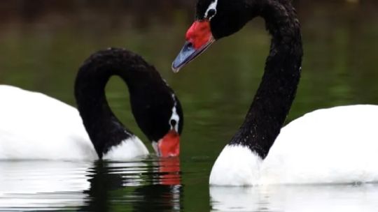 Sorpresa: avistan a dos cisnes de cuello negro en el Parque Nacional Lago Puelo