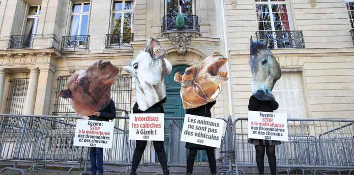 Activistas por los derechos de los animales de PETA sostienen pancartas que representan caballos y dromedarios que dicen "Egipto detenga el maltrato de dromedarios y caballos", "prohíbo los vehículos tirados por animales en Giza" y "los animales no son vehículos" durante una protesta frente a la Embajada egipcia para instar al gobierno egipcio a prohibir el uso de animales para transportar turistas a las Pirámides de Giza, en París.