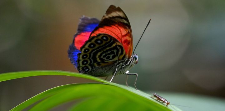 En la foto se ve una mariposa en la selva amazónica protegida de Cuyabeno, en Ecuador.