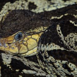 En la foto se ve una serpiente de terciopelo en el Parque Zoológico Nacional y Jardín Botánico Simón Bolívar en San José, Costa Rica. | Foto:Ezequiel Becerra / AFP