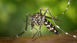 Combatir los mosquitos en días de lluvia y humedad parece una tarea difícil.