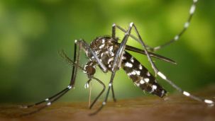 Combatir los mosquitos en días de lluvia y humedad parece una tarea difícil.
