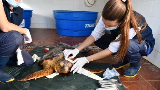 Mirá la tortuga cabezona que rescataron tras ser gravemente herida por una hélice
