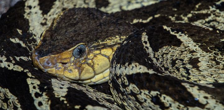En la foto se ve una serpiente de terciopelo en el Parque Zoológico Nacional y Jardín Botánico Simón Bolívar en San José, Costa Rica.