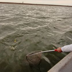 Última entrega que apunta a los clásicos pesqueros de pejerrey, sumando la chance de algunos ámbitos cercanos a Capital. 