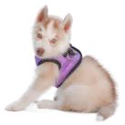 “KASPET: Innovación y Calidad en Indumentaria Canina”