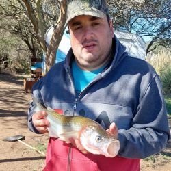 El pescado, en tierra firme fue pesado, acusando en la balanza los 2,295 kg, todo un récord en las lagunas de Villa Mercedes.