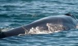 Regresó a la Patagonia una especie de ballena en peligro de extinción en el mundo