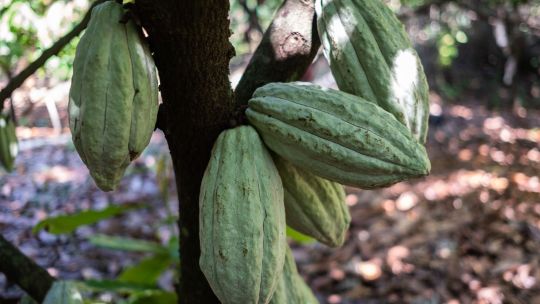 A Cocoa Harvest And Processing Ahead Of GDP Figures