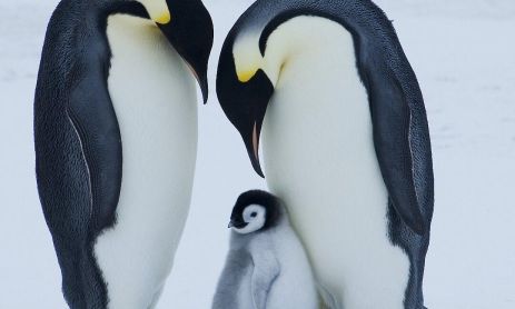La escasez récord de hielo marino en 2023 causó una alta mortalidad de polluelos de pingüino emperador