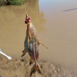 San Pedro es una excelente opción para los que buscan conjugar pesca deportiva con disfrute en familia.