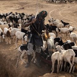 Un pastor recoge agua de un agujero para sus ovejas en Bouli Lewe. El pequeño pueblo de Bouli Lewe, en el noreste de Senegal, alberga a unos cientos de pastores. Como muchos de los pueblos de esta región de Senegal, no hay acceso a agua corriente, ya sea en la temporada de lluvias o en la seca, las familias deben cavar grandes agujeros en las zonas bajas para acceder al agua subterránea para beber, limpiar y para sus animales. | Foto:JOHN WESSELS / AFP