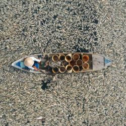 Esta fotografía aérea muestra a un pescador recogiendo peces muertos causados por las actuales condiciones climáticas cálidas en un embalse en la provincia de Dong Nai, en el sur de Vietnam. | Foto:AFP