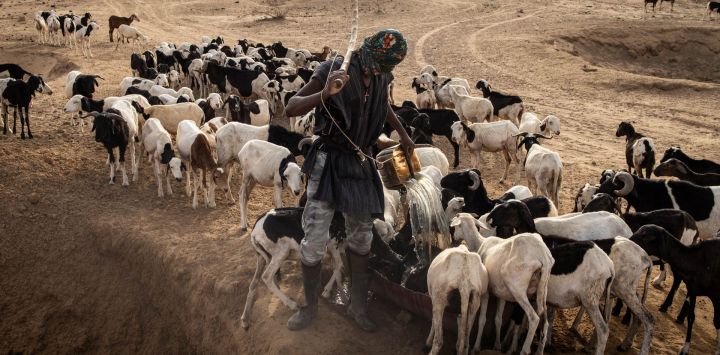 Un pastor recoge agua de un agujero para sus ovejas en Bouli Lewe. El pequeño pueblo de Bouli Lewe, en el noreste de Senegal, alberga a unos cientos de pastores. Como muchos de los pueblos de esta región de Senegal, no hay acceso a agua corriente, ya sea en la temporada de lluvias o en la seca, las familias deben cavar grandes agujeros en las zonas bajas para acceder al agua subterránea para beber, limpiar y para sus animales.