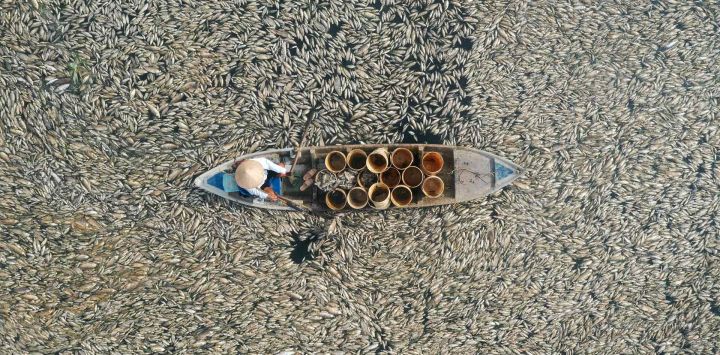 Esta fotografía aérea muestra a un pescador recogiendo peces muertos causados por las actuales condiciones climáticas cálidas en un embalse en la provincia de Dong Nai, en el sur de Vietnam.