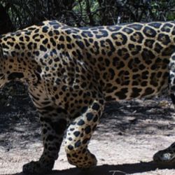 Los nuevos registros de su presencia en la Reserva Natural Formosa fueron obtenidos gracias a las cámaras trampa instaladas en el lugar.