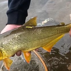 Esta especie está protegida y su pesca está prohibida por resolución del Ministerio de Ambiente de la provincia de Córdoba.