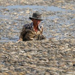 Un pescador recoge peces muertos causados las condiciones climáticas cálidas en un embalse en la provincia de Dong Nai, en el sur de Vietnam. | Foto:AFP