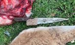 Detienen a dos cazadores furtivos que atrapaban guanacos con 6 galgos en Chubut
