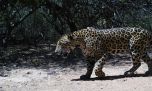 Invitan a elegir el nombre del yaguareté avistado en la Reserva Natural Formosa